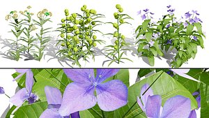 Photorealistic Milkweed Plant 3D Models
