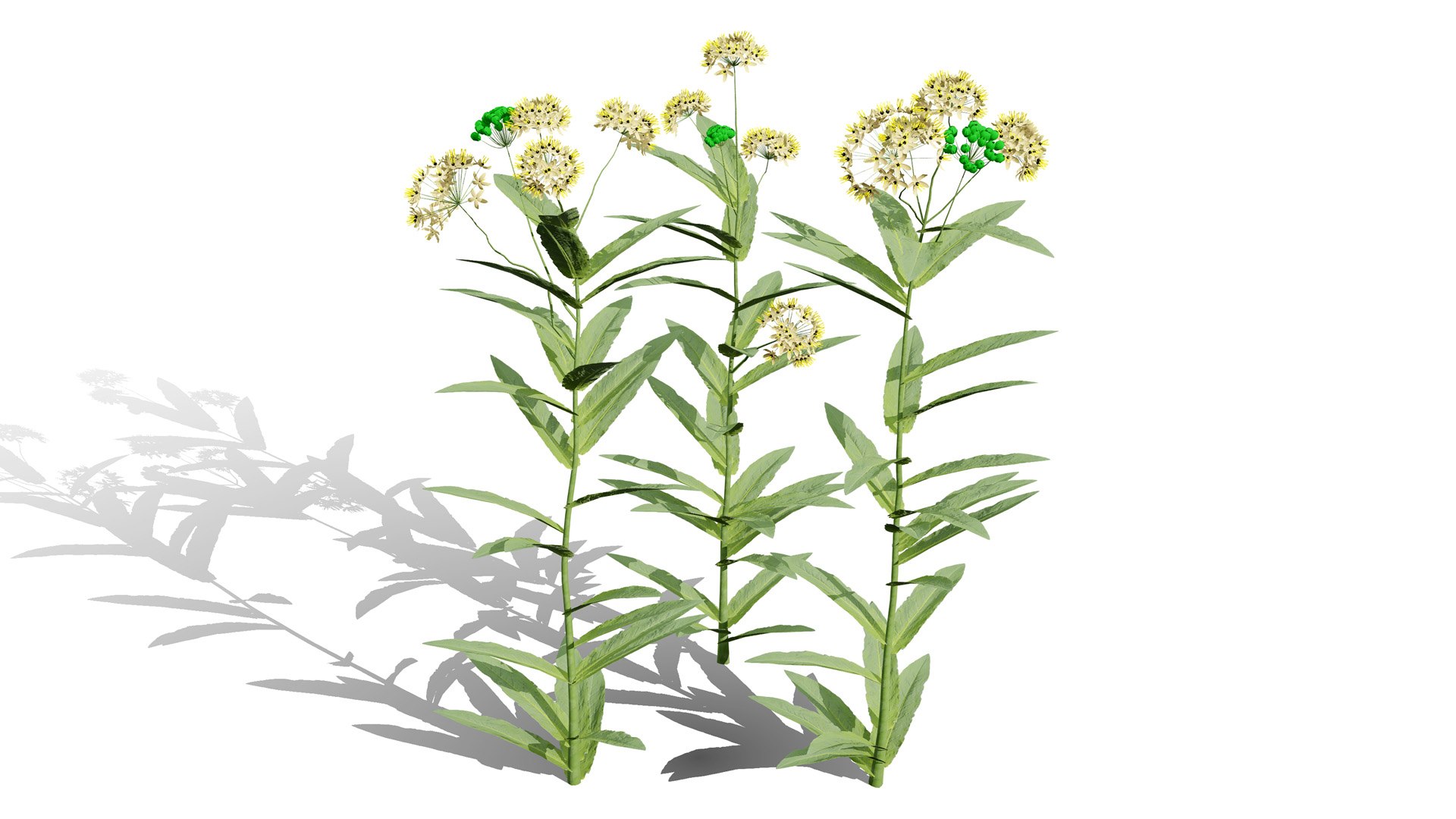 3D model Photorealistic Milkweed Plant 3D Models https://p.turbosquid.com/ts-thumb/Bs/dKaDGu/AA/asclepiaserosal/jpg/1776101915/1920x1080/fit_q87/b1f9256c805dc68bad6ce4c8a2aeca7d9a5ed665/asclepiaserosal.jpg