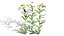 Modèles 3D photoréalistes de plantes d'asclépiade