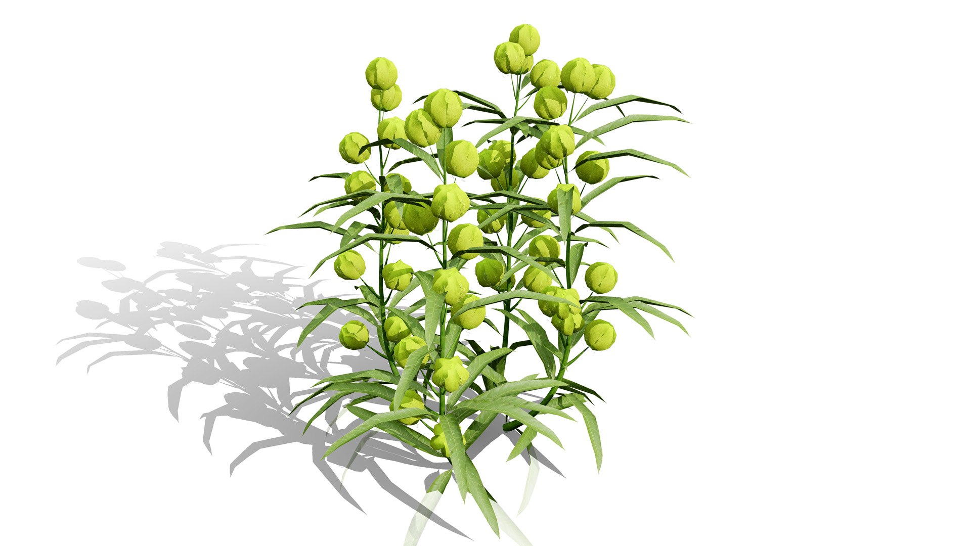 3D model Photorealistic Milkweed Plant 3D Models https://p.turbosquid.com/ts-thumb/Bs/dKaDGu/AL/gomphocarpusphysocarpus2l/jpg/1776101917/1920x1080/fit_q87/bcc0938671e2af70c59afb21c6d39eb2e14b01a0/gomphocarpusphysocarpus2l.jpg