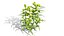 Modèles 3D photoréalistes de plantes d'asclépiade