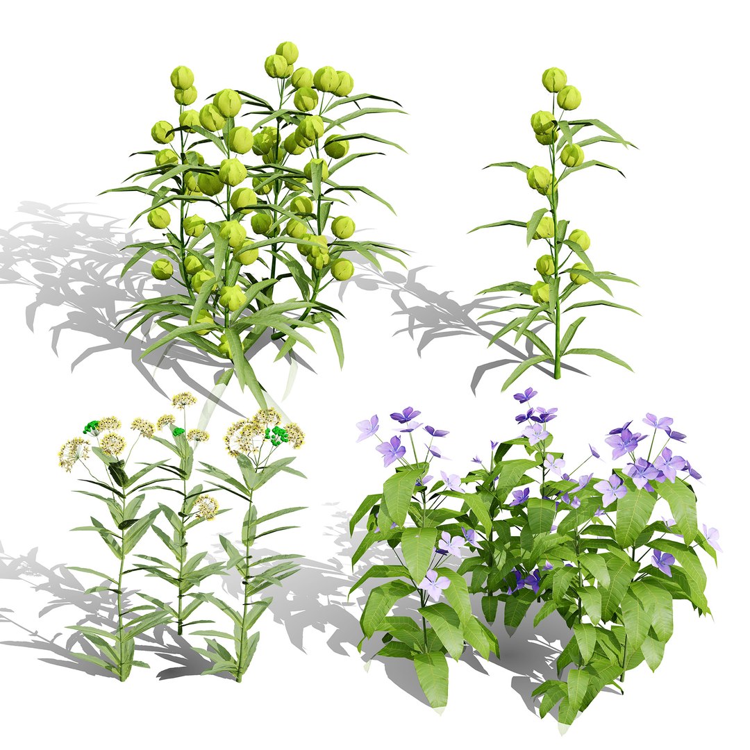 3D model Photorealistic Milkweed Plant 3D Models https://p.turbosquid.com/ts-thumb/Bs/dKaDGu/C3/0000coverasclepiaserosa/jpg/1776101913/1920x1080/fit_q87/220502fb3ecf914fdda8932f0d1564000ce13819/0000coverasclepiaserosa.jpg