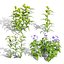 Modèles 3D photoréalistes de plantes d'asclépiade