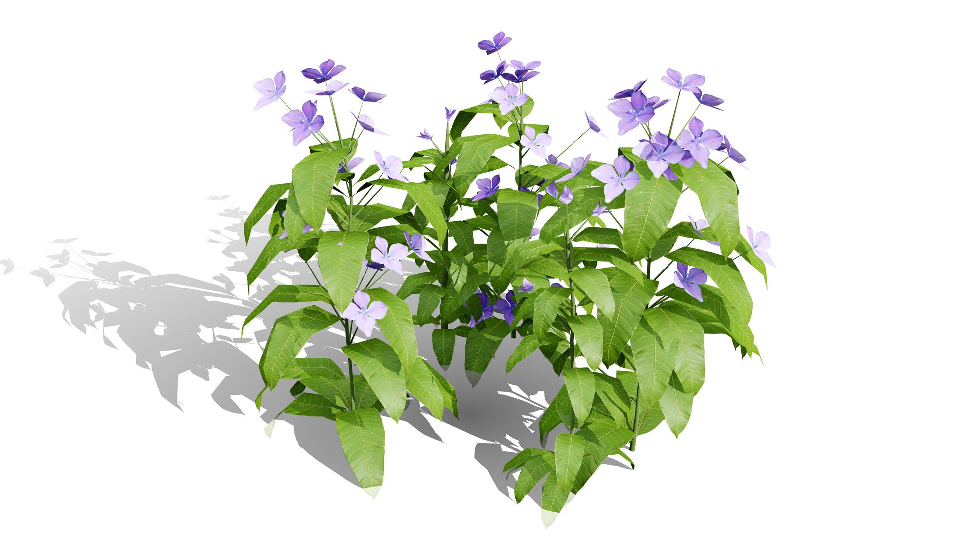 3D model Photorealistic Milkweed Plant 3D Models https://p.turbosquid.com/ts-thumb/Bs/dKaDGu/Gm/platycodongrandiflorusl/jpg/1776101921/1920x1080/fit_q87/2554c0c347aadb09e7412ca49ac2550ed2673b19/platycodongrandiflorusl.jpg