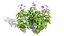 Modèles 3D photoréalistes de plantes d'asclépiade