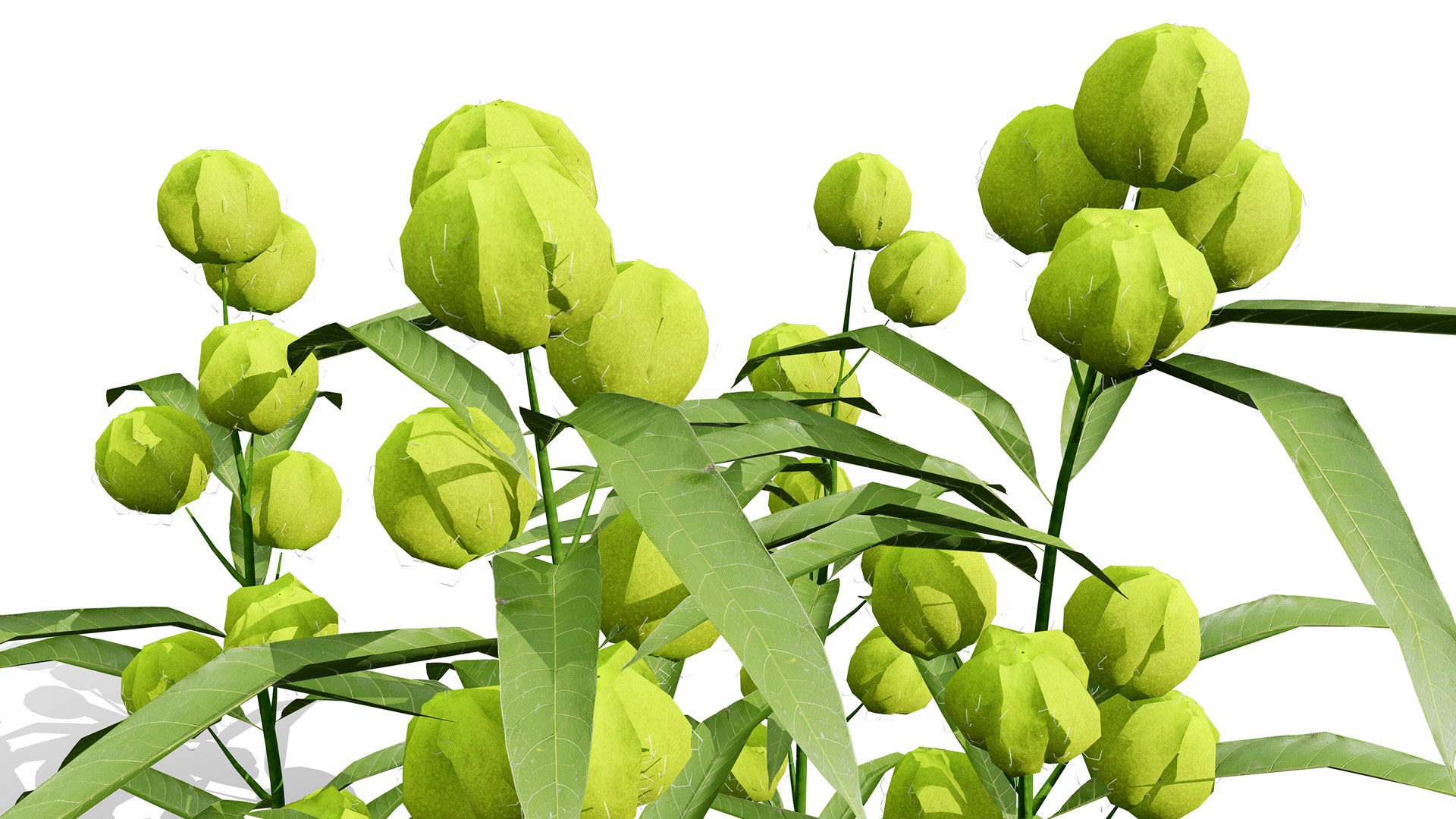 3D model Photorealistic Milkweed Plant 3D Models https://p.turbosquid.com/ts-thumb/Bs/dKaDGu/O7/gomphocarpusphysocarpus202l/jpg/1776101915/1920x1080/fit_q87/ec2e2402ed5458c7c3aaa19644c2165abcb1dcc9/gomphocarpusphysocarpus202l.jpg