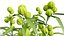 Modèles 3D photoréalistes de plantes d'asclépiade