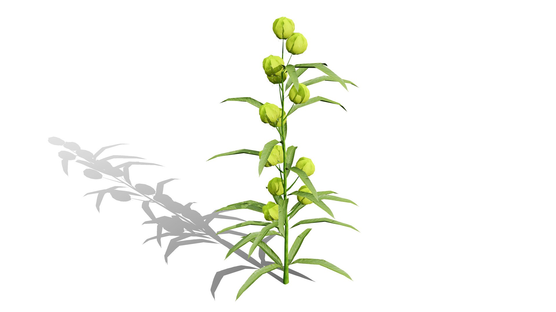 3D model Photorealistic Milkweed Plant 3D Models https://p.turbosquid.com/ts-thumb/Bs/dKaDGu/ct/gomphocarpusphysocarpus43l/jpg/1776101918/1920x1080/fit_q87/02190e69a51f114355afe5a5c603cccb7821f680/gomphocarpusphysocarpus43l.jpg