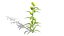 Modèles 3D photoréalistes de plantes d'asclépiade