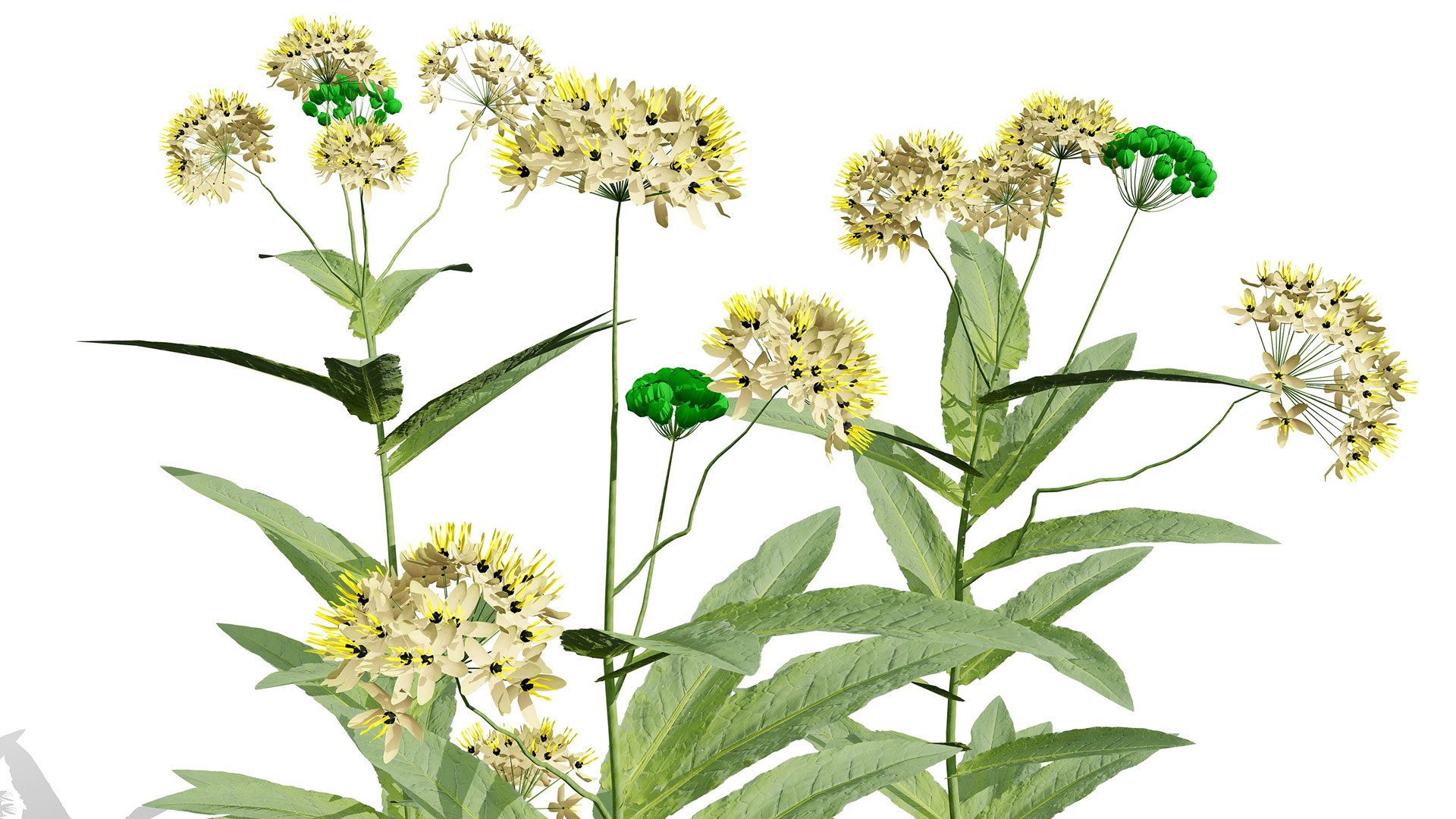 3D model Photorealistic Milkweed Plant 3D Models https://p.turbosquid.com/ts-thumb/Bs/dKaDGu/fd/asclepiaserosaz3l/jpg/1776101914/1920x1080/fit_q87/43e5d17063844f0f9ae65cbdb3cd233712c801d9/asclepiaserosaz3l.jpg
