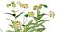 Modèles 3D photoréalistes de plantes d'asclépiade