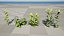 Modèles 3D photoréalistes de plantes d'asclépiade