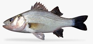 3D model white perch