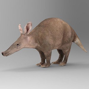 Aardvark Orycteropus afer