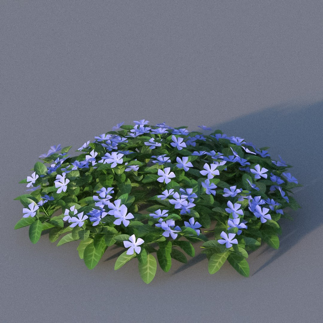 XfrogPlants Lesser Perriwinkle - Vinca Minor Model - TurboSquid 1741647