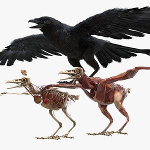 Crow Fur Anatomy