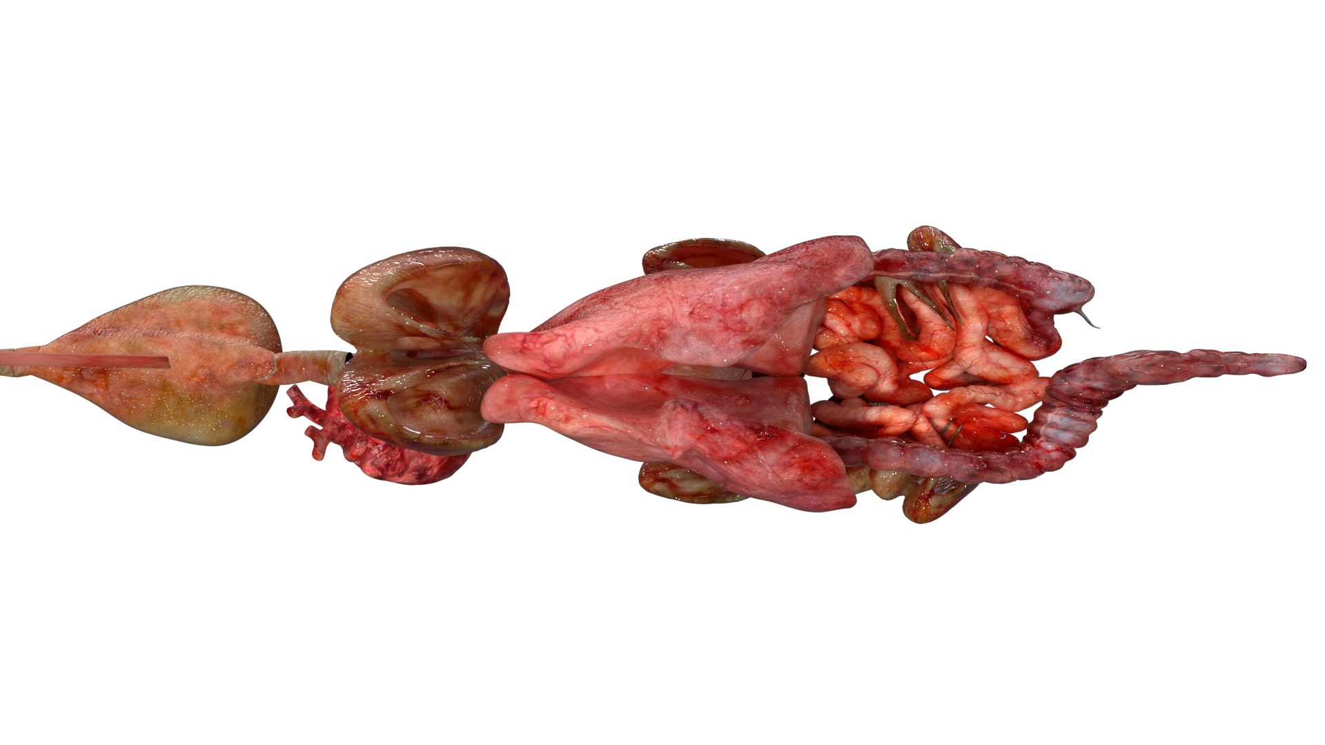 3D model rigging crow anatomy https://p.turbosquid.com/ts-thumb/Bs/n2Jzyk/Jv1a5XK1/30/jpg/1583895967/1920x1080/fit_q87/0449db697ee79dcd39ee98ca0bc74be363660916/30.jpg