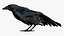 Crow Fur Anatomy