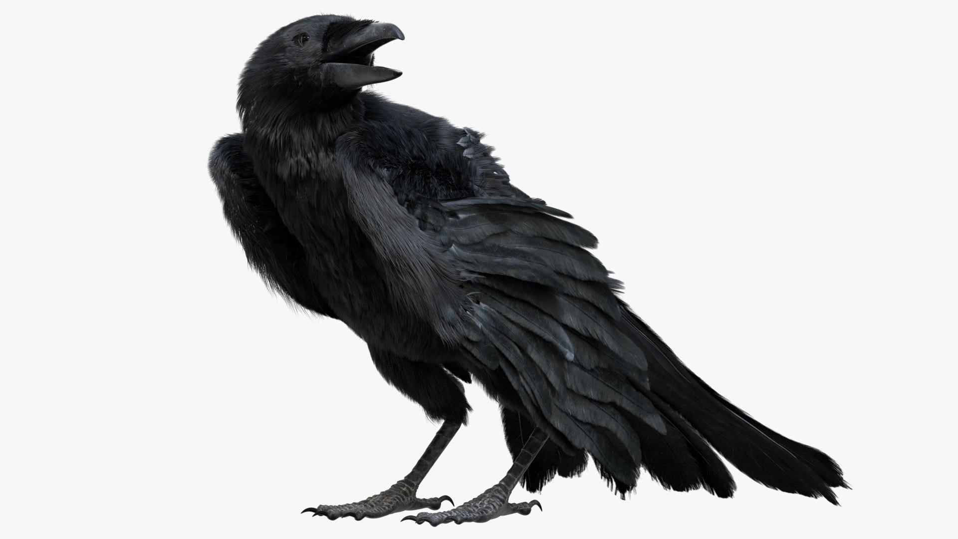 3D model rigging crow anatomy https://p.turbosquid.com/ts-thumb/Bs/n2Jzyk/QziOzvTl/08/jpg/1583895966/1920x1080/fit_q87/d6824d81a254c92f1b6b22439f1629069b76f03f/08.jpg
