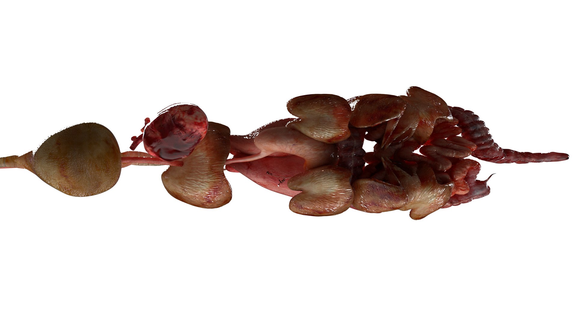 3D model rigging crow anatomy https://p.turbosquid.com/ts-thumb/Bs/n2Jzyk/ZlZ9cAHA/29/jpg/1583895967/1920x1080/fit_q87/0d4618d9b9ce187f9bb5c5da64d08e3a6b22c215/29.jpg