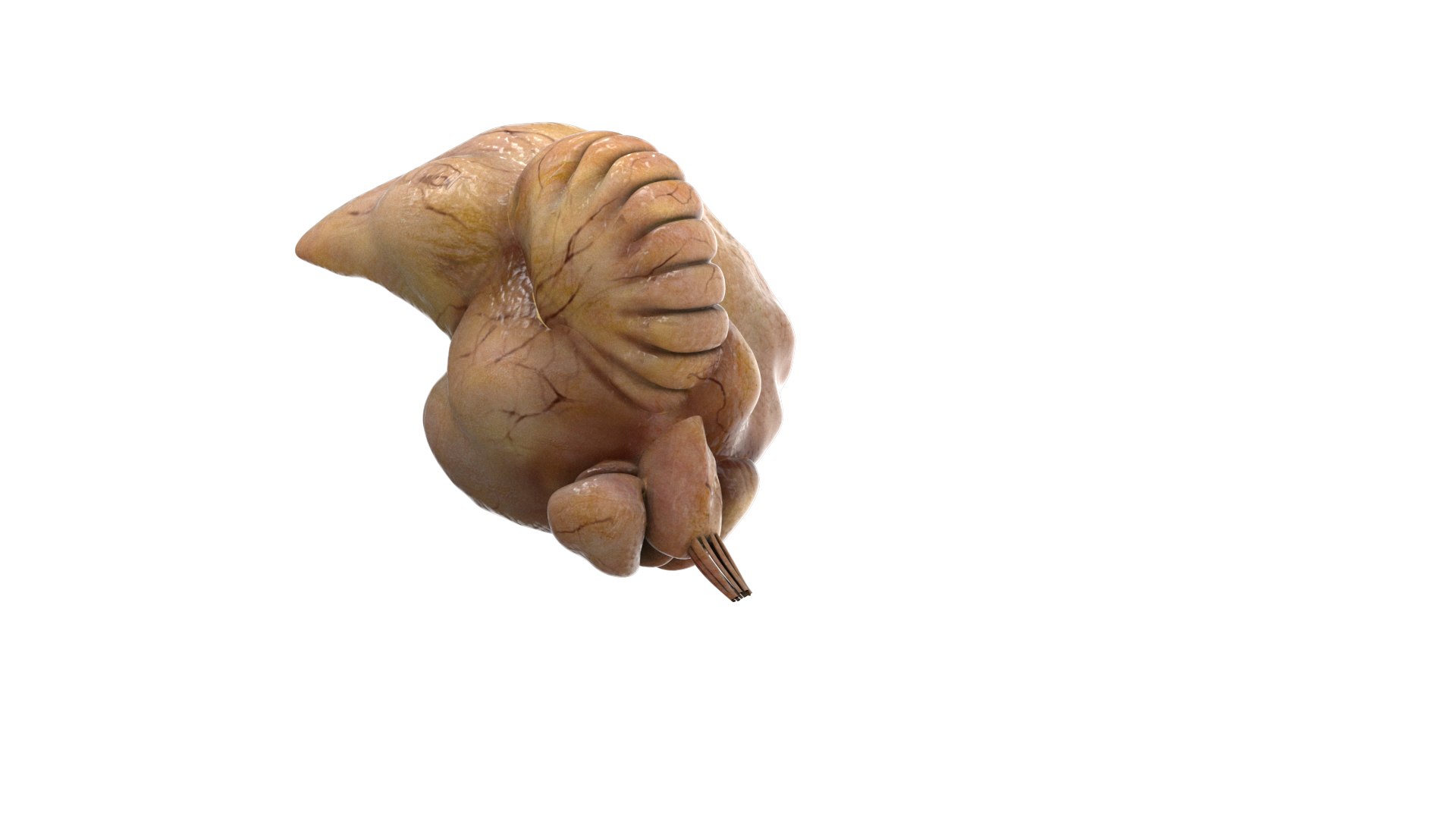 3D model rigging crow anatomy https://p.turbosquid.com/ts-thumb/Bs/n2Jzyk/gqLI30a0/32/jpg/1583895967/1920x1080/fit_q87/b67622f128c366bba0c8e3d489abd0b1c5469ee8/32.jpg