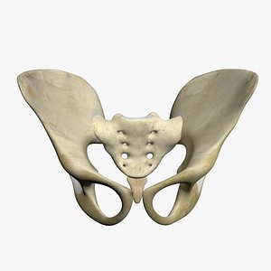 Human Pelvis