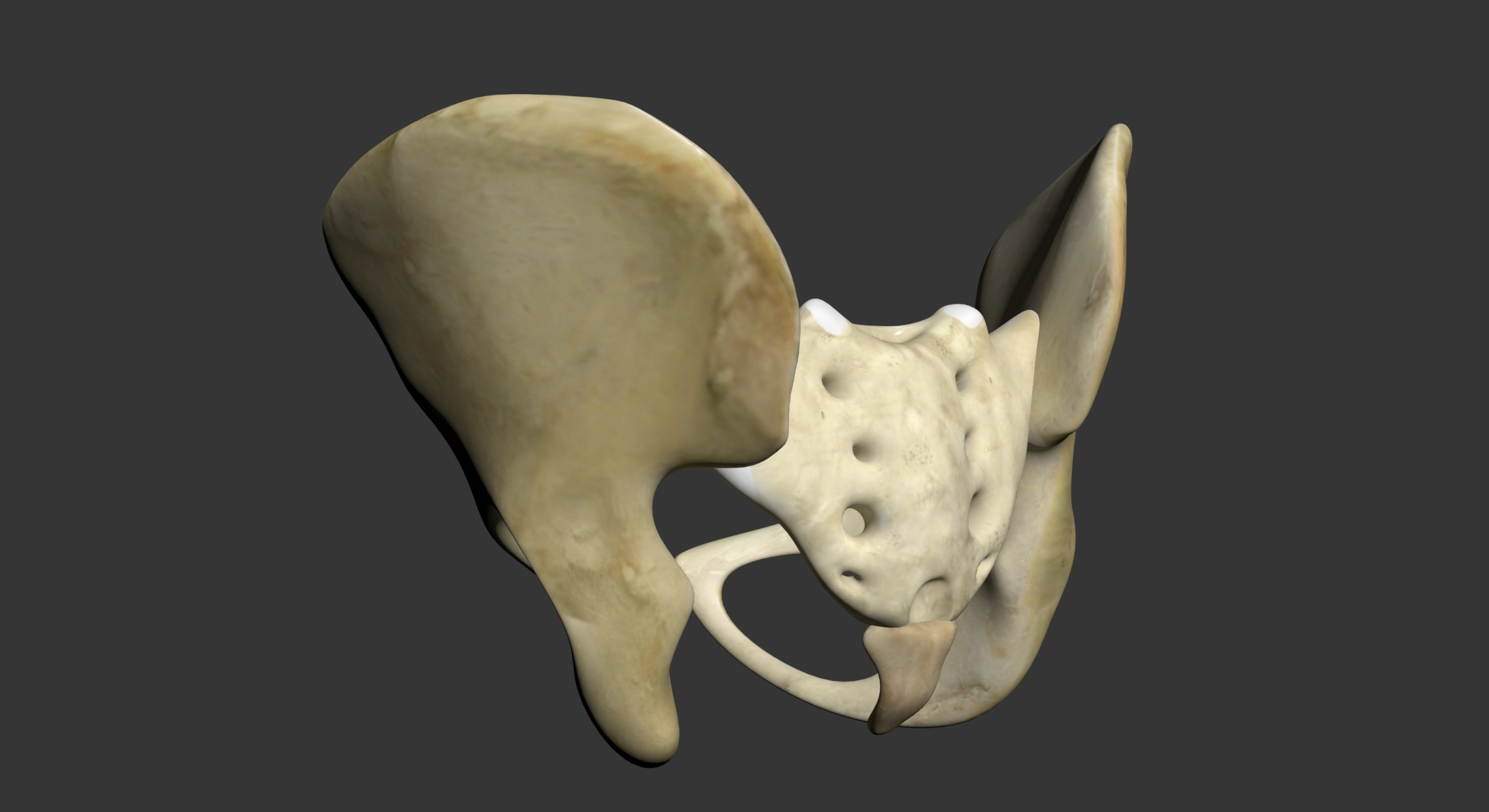 3d pelvis bones