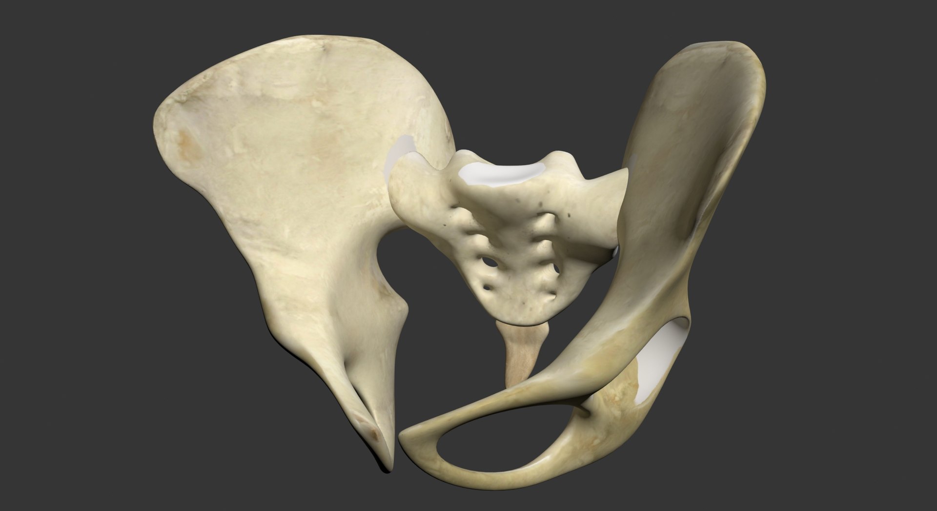 3d Pelvis Bones