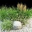 garden grasses
