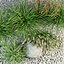 garden grasses