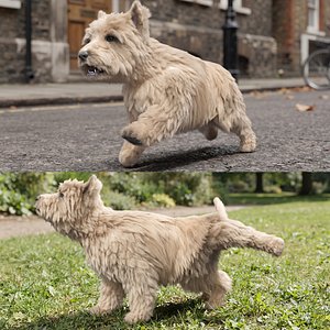 3D model West Highland Terrier Fur Set Animated Rigged For Maya