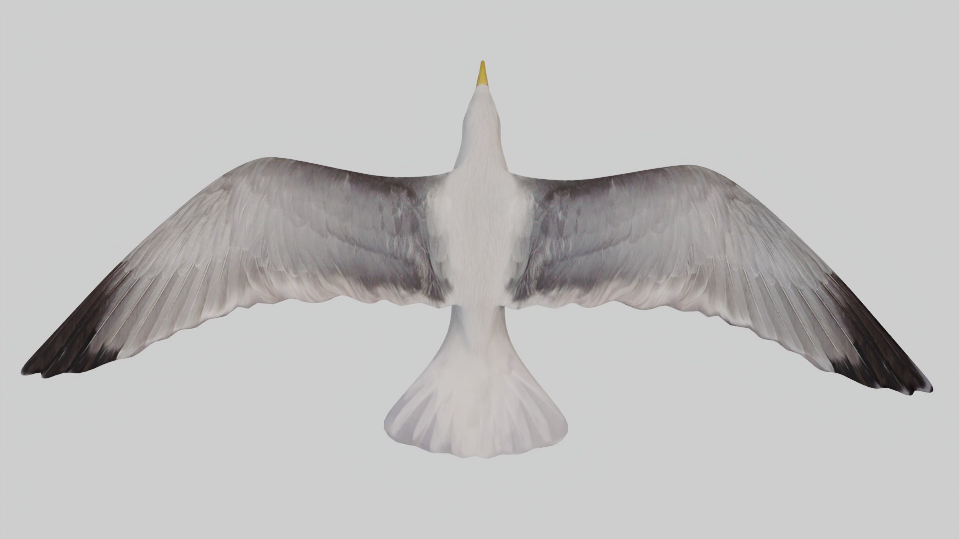 3D Seagull https://p.turbosquid.com/ts-thumb/Bt/kW91on/1b/top/jpg/1780952810/1920x1080/fit_q87/45def30e87ef0af08dbd225371a215e827ba9f04/top.jpg
