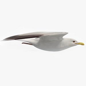 3D Seagull