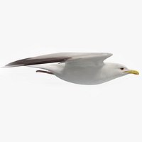 Seagull
