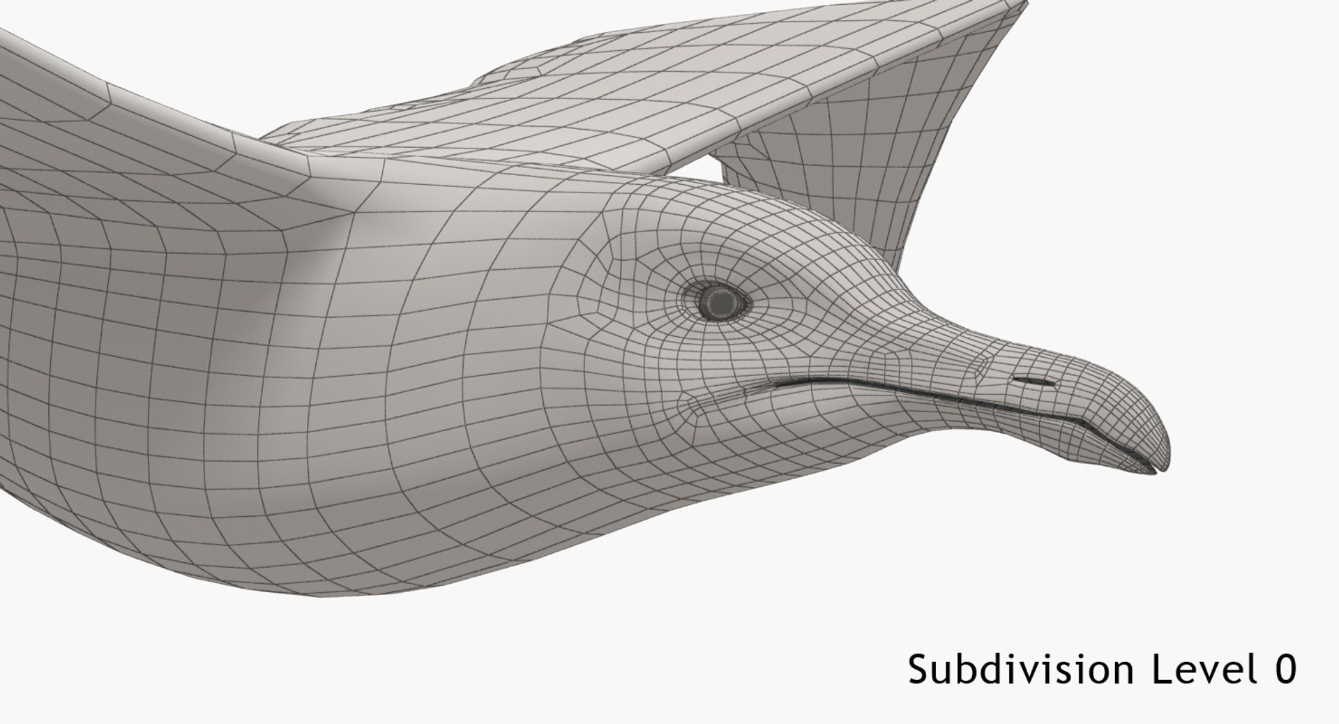 3D Seagull https://p.turbosquid.com/ts-thumb/Bt/kW91on/4v/w6/jpg/1780958152/1920x1080/fit_q87/88615085c06570815c6fa59b434036f6985f5f7b/w6.jpg