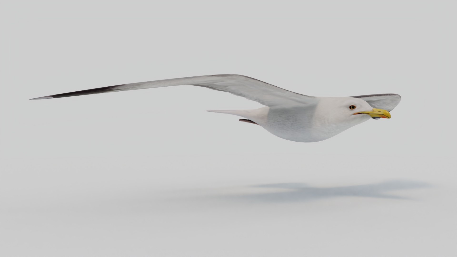 3D Seagull https://p.turbosquid.com/ts-thumb/Bt/kW91on/5Y/01/jpg/1780952811/1920x1080/fit_q87/f79a05252283c40ca14ce1771ca10fb9898a2084/01.jpg