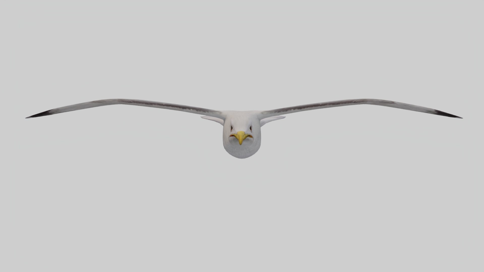 3D Seagull https://p.turbosquid.com/ts-thumb/Bt/kW91on/6A/front/jpg/1780952807/1920x1080/fit_q87/a806c29ef9b24bede19a46197d7f353faa936673/front.jpg