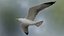 Seagull