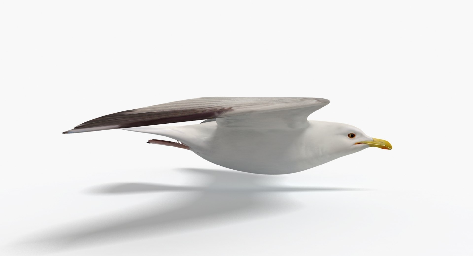 3D Seagull https://p.turbosquid.com/ts-thumb/Bt/kW91on/HB/5/jpg/1780958095/1920x1080/fit_q87/e9e888d2ee2ac42e6b1640ef46e984ceeb4ddc78/5.jpg
