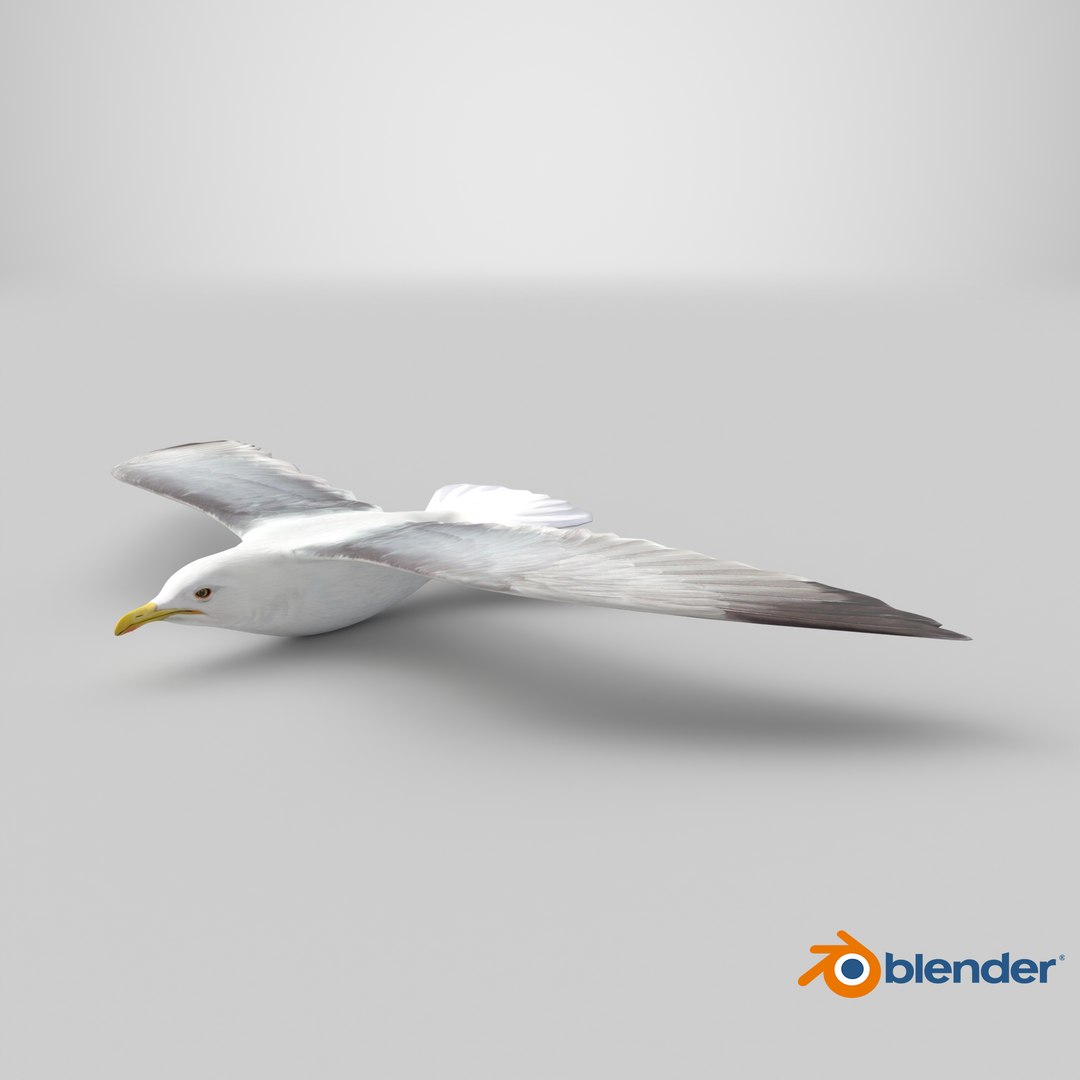 3D Seagull https://p.turbosquid.com/ts-thumb/Bt/kW91on/NV/stemcell_blender_cycles_render/png/1784299228/1920x1080/fit_q87/95ac250cce7dff0e076a967ae56c2d0df80dd014/stemcell_blender_cycles_render.jpg