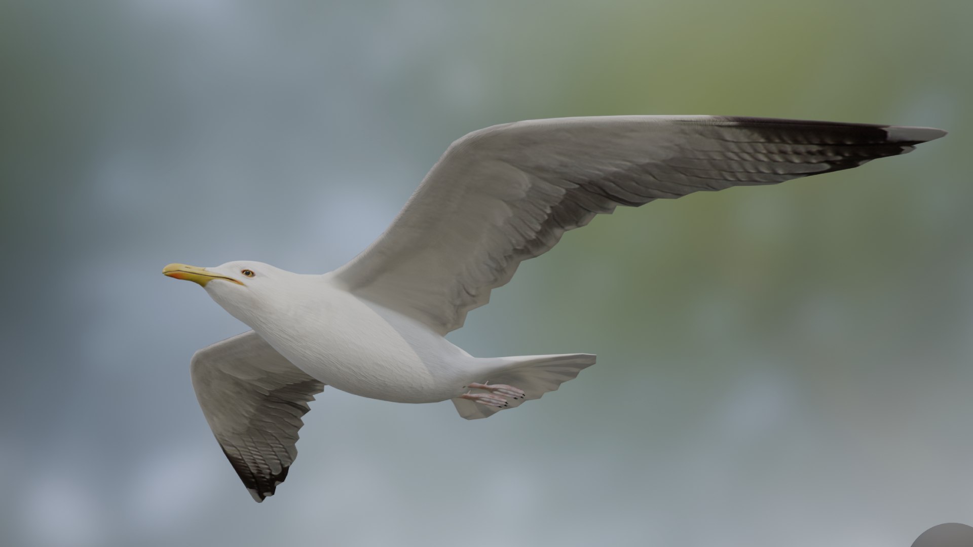 3D Seagull https://p.turbosquid.com/ts-thumb/Bt/kW91on/UD/seagull2/jpg/1780958063/1920x1080/fit_q87/f37802cec639175940f95dc72bd886f71c4c8cb9/seagull2.jpg
