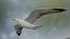 Seagull