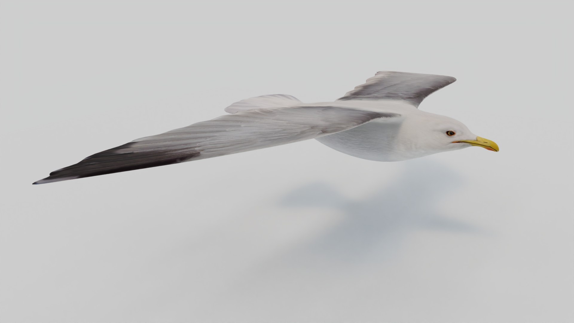 3D Seagull https://p.turbosquid.com/ts-thumb/Bt/kW91on/ZD/start/jpg/1780952810/1920x1080/fit_q87/8a1c4a2ec8f3f96119836787364a34bc6bd07241/start.jpg