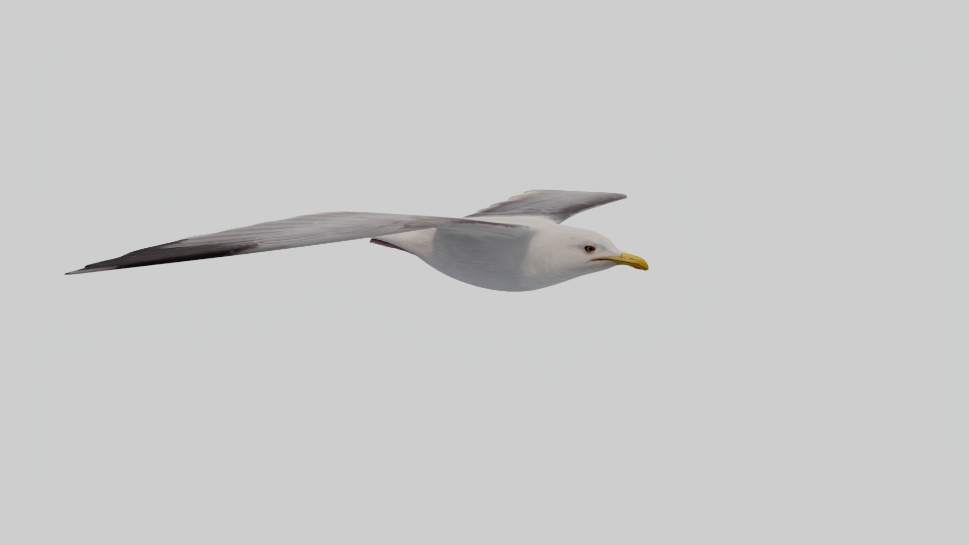 3D Seagull https://p.turbosquid.com/ts-thumb/Bt/kW91on/c1/rot/jpg/1780958299/1920x1080/turn_fit_q99/688c84aea702e998fec56d0166247f76e053cd7b/rot-1.jpg