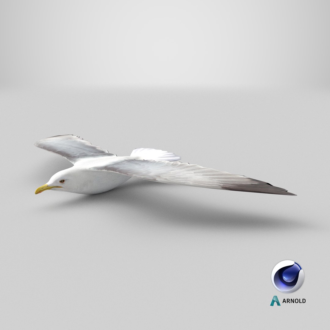 3D Seagull https://p.turbosquid.com/ts-thumb/Bt/kW91on/jy/stemcell_cinema_4d_arnold_render/png/1784299234/1920x1080/fit_q87/e2cf9261bcd2955c4122422ef22158fe8e714060/stemcell_cinema_4d_arnold_render.jpg