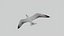 Seagull