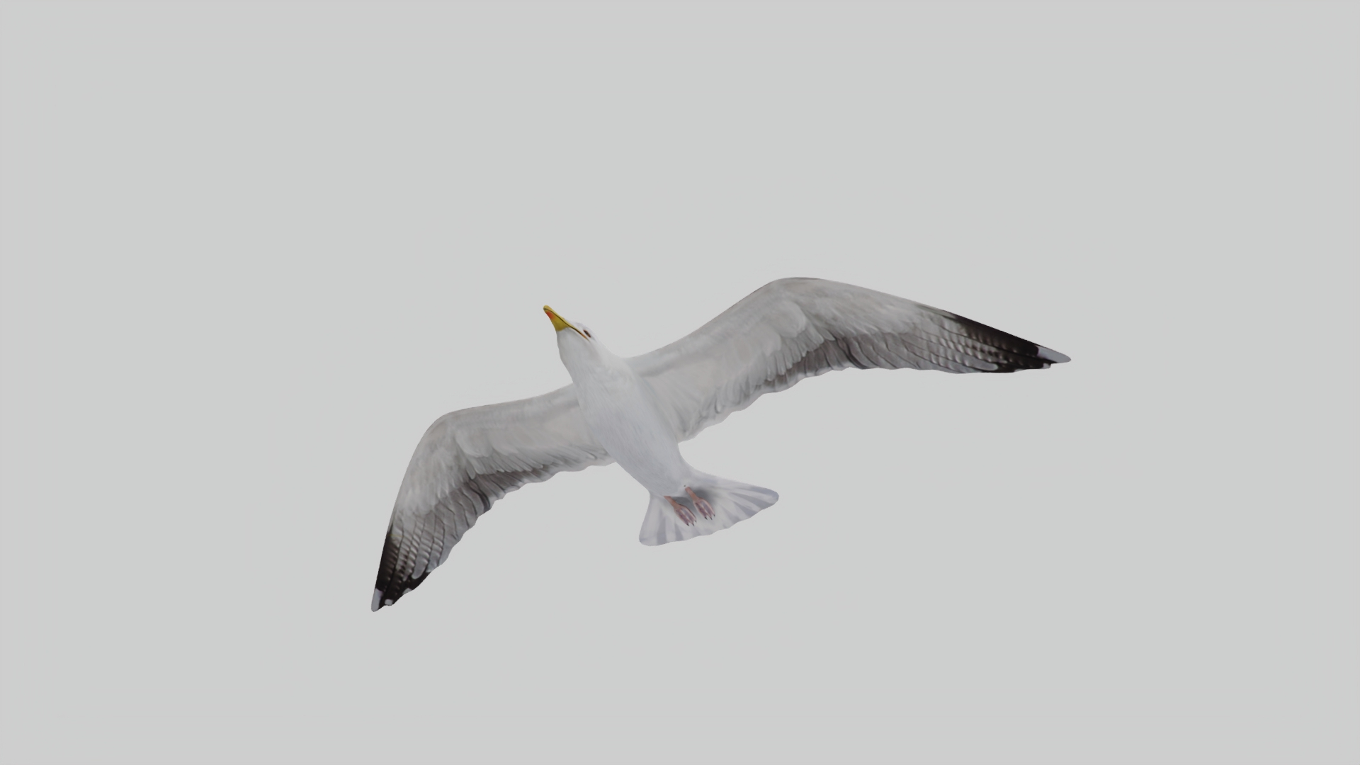 3D Seagull https://p.turbosquid.com/ts-thumb/Bt/kW91on/l1/low/jpg/1780958282/1920x1080/turn_fit_q99/0c60c0d58f670dd55a1113461f0a8a55b8869b62/low-1.jpg