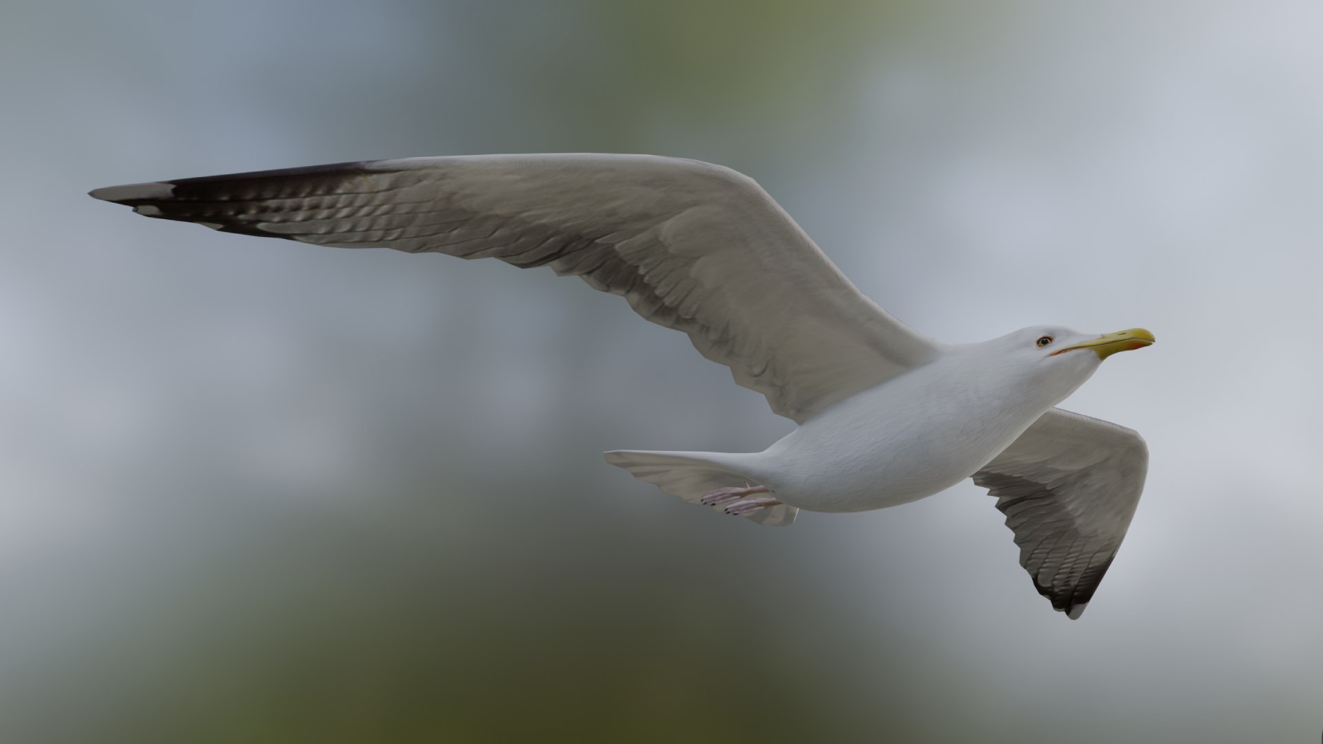 3D Seagull https://p.turbosquid.com/ts-thumb/Bt/kW91on/s7/seagull1/jpg/1780958063/1920x1080/fit_q87/4b3c56070bee5d814590d2417ce5f6ac43d822c5/seagull1.jpg