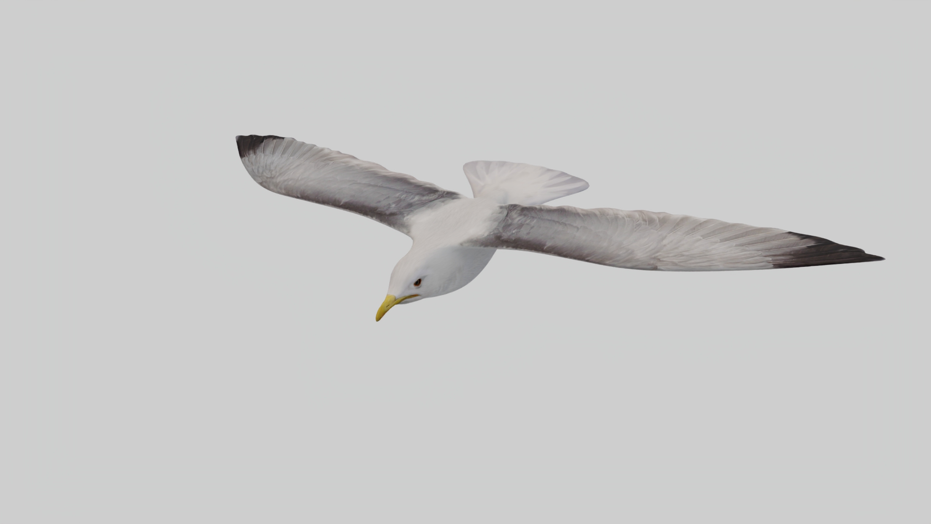 3D Seagull https://p.turbosquid.com/ts-thumb/Bt/kW91on/xj/top/jpg/1780958433/1920x1080/turn_fit_q99/18873db2955e86872ccee47b54c8d6448e1eff0a/top-1.jpg