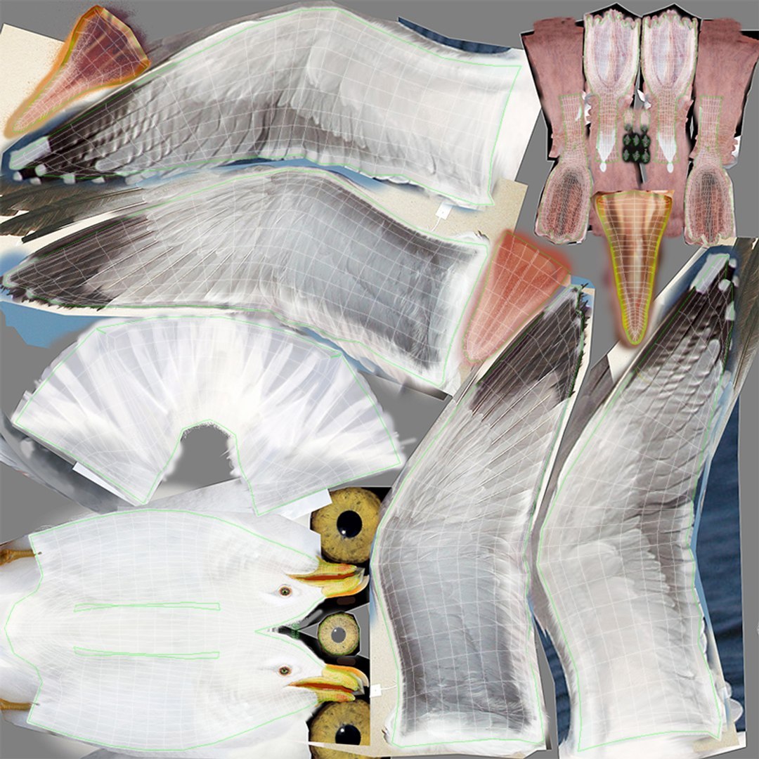 3D Seagull https://p.turbosquid.com/ts-thumb/Bt/kW91on/yq/seag_dif/jpg/1780958124/1920x1080/fit_q87/a4cdd5cafec58b56c1e95fd09621486e07b525f1/seag_dif.jpg